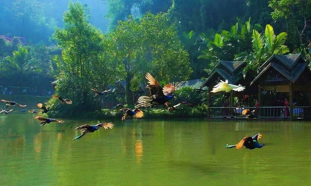 白化摇篮曲